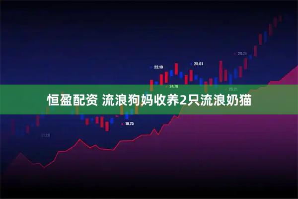 恒盈配资 流浪狗妈收养2只流浪奶猫